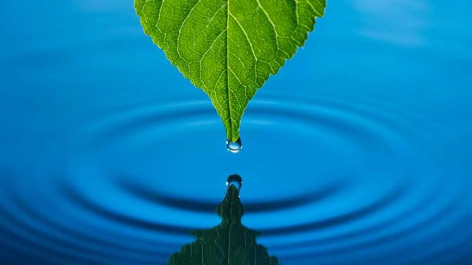 Лист капает на свое отражение в воде.